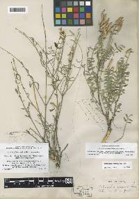 Image of Astragalus eremiticus