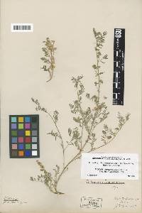 Image of Astragalus lemmonii