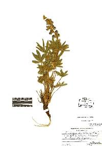 Lupinus nevadensis image