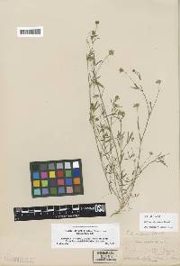 Image of Trifolium oliganthum