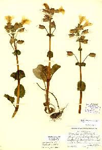Image of Erythranthe grandis