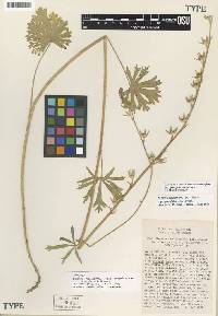 Image of Sidalcea sparsifolia