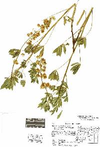 Lupinus latifolius var. viridifolius image