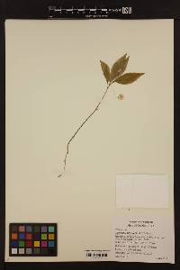 Image of Lysimachia latifolia