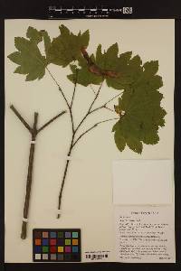 Image of Acer circinatum