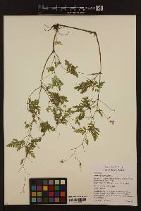Image of Geranium robertianum