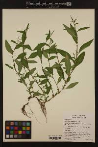 Image of Persicaria hydropiper