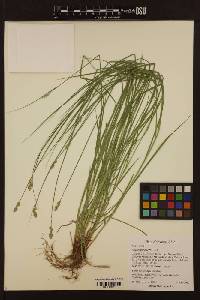 Image of Carex subfusca