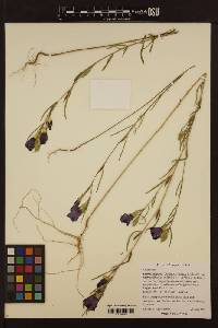 Clarkia purpurea subsp. viminea image