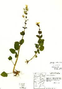 Image of Erythranthe guttata