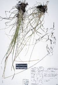 Image of Deschampsia cespitosa