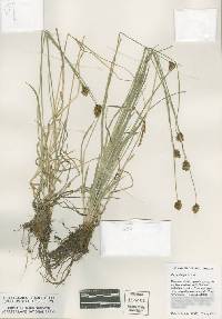 Image of Carex abrupta