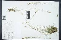 Image of Danthonia californica