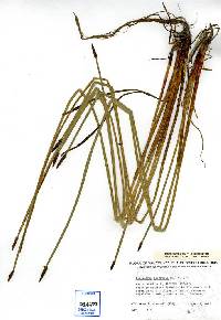 Image of Eleocharis palustris
