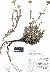 Eriophyllum lanatum var. lanceolatum image
