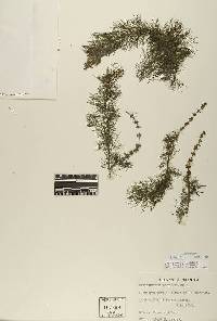 Image of Myriophyllum verticillatum