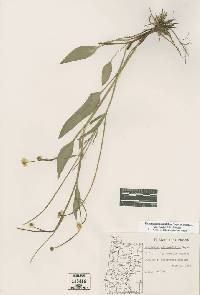 Ranunculus alismifolius var. davisii image