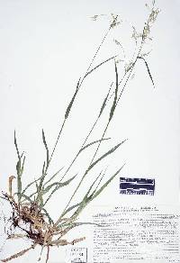 Image of Luzula parviflora