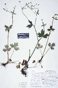 Image of Ranunculus uncinatus