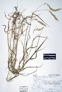 Image of Elymus hirsutus