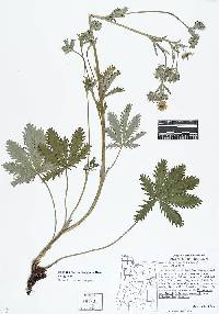 Potentilla gracilis var. gracilis image