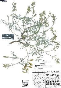 Astragalus whitneyi image