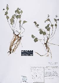 Image of Allium validum