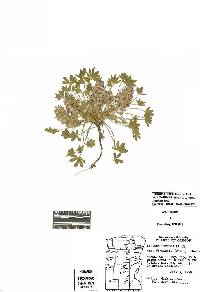 Lupinus lepidus var. utahensis image