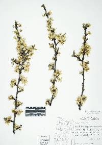 Image of Prunus domestica