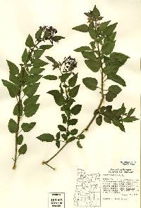 Image of Solanum dulcamara