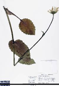 Image of Doronicum plantagineum