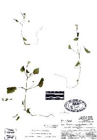 Image of Erythranthe hymenophylla