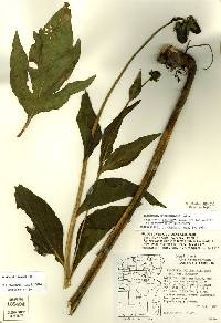 Image of Rudbeckia alpicola