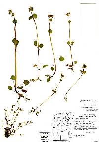 Image of Erythranthe arvensis