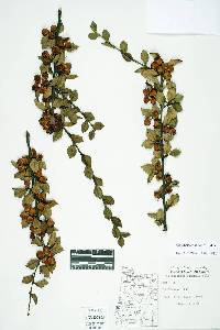 Cotoneaster simonsii image