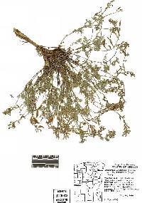 Astragalus australis var. glabriusculus image