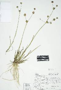 Image of Juncus acuminatus