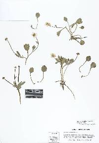 Ranunculus glaberrimus var. glaberrimus image