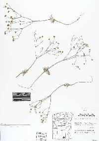 Eriogonum pusillum image