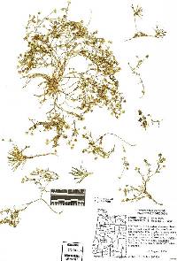 Sagina maxima subsp. crassicaulis image