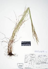 Image of Agrostis alba