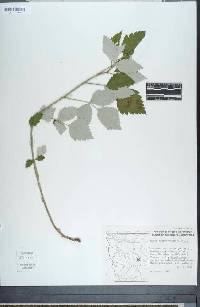 Rubus glaucifolius image