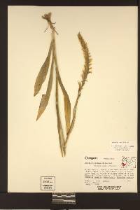 Spiranthes porrifolia image