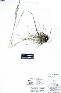 Festuca occidentalis image
