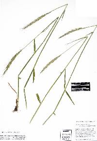 Image of Elymus × hansenii