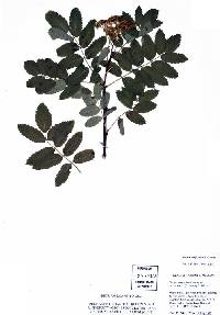 Image of Sorbus californica