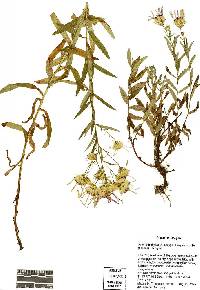 Doellingeria ledophylla image