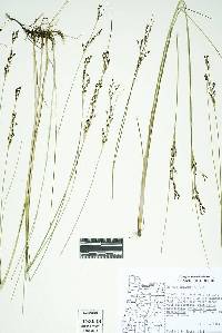 Juncus gerardi subsp. gerardi image