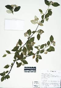 Cotoneaster franchetii image