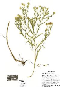 Symphyotrichum bracteolatum image